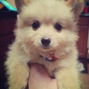 Meet your Posher, Dawn